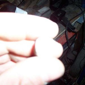 Stonii